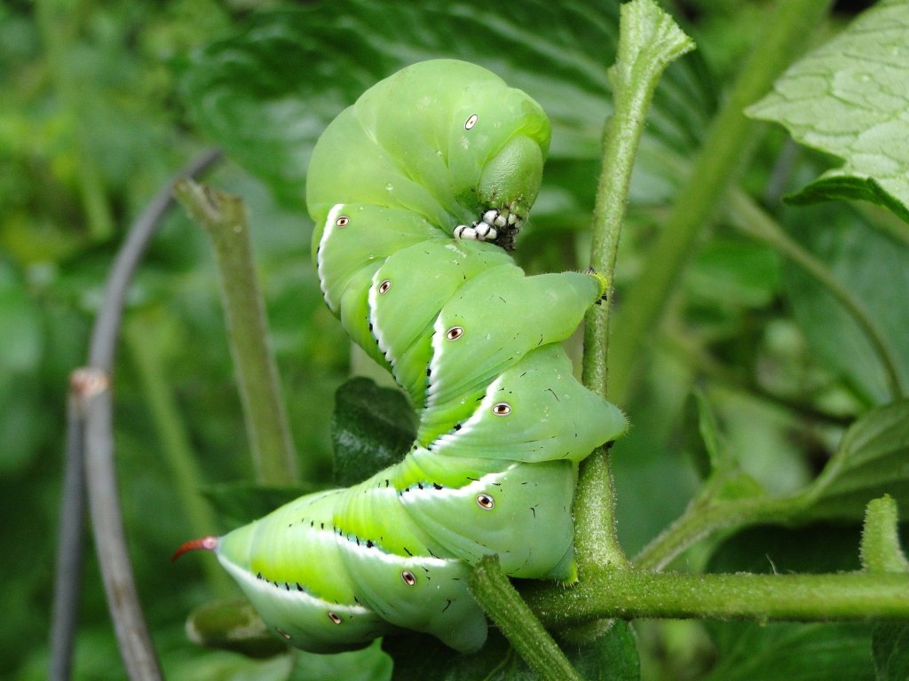 A Hornworm Kind of&nbsp;Love